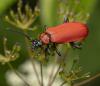 352382 – Photo : Damien GRILLIERE – France (15)